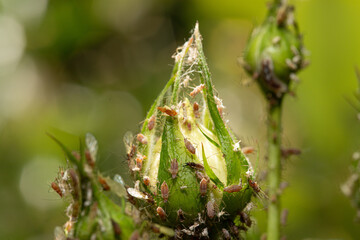 Aphids colonizing a rosebud: pest infestation threatening flower bloom