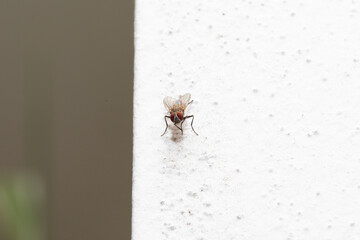Housefly standing on white rough surface with blurry background
