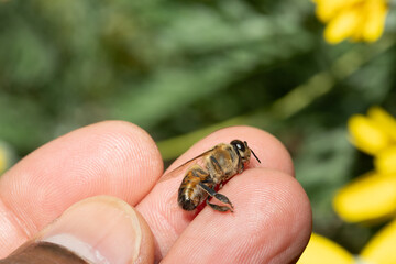 Beekeeper holding honey bee on fingertips in nature setting