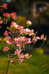 Różowe kwiaty derenia kwiecistego (dereń kwiecisty Cornus florida Cherokee Chief), tło wiosenne, tapeta kwiatowa