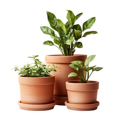 Fototapeta premium Three Potted Plants, Terracotta Pots, Isolated on Transparent Background, Houseplants, Indoor Plants, Houseplant, Potted Plant, Gardening