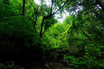 清らかな渓流が流れる美しい自然風景。緑に囲まれた静かな癒しの空間。