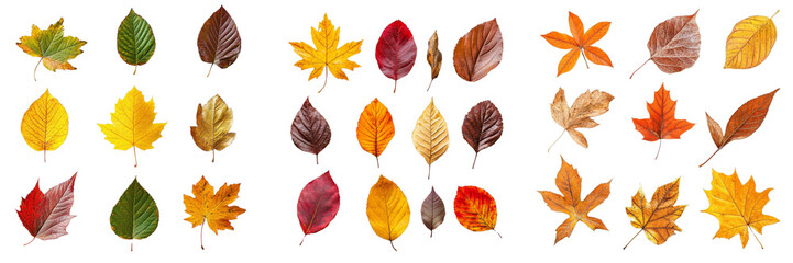 Obraz premium Autumn Leaves Collection 30 Diverse Foliage Designs Isolated on Transparent Background, Plant, Nature, fall foliage, autumn leaves, transparent background