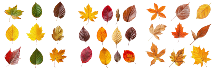 Autumn Leaves Collection 30 Diverse Foliage Designs Isolated on Transparent Background, Plant, Nature, fall foliage, autumn leaves, transparent background