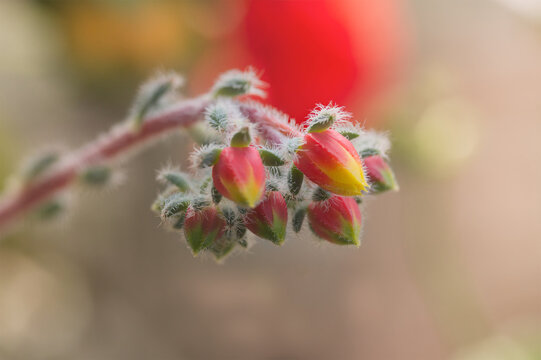 Echeveria setosa flowers
