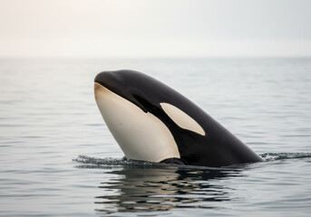 A stunning view of a killer whale as it surfaces above the water's calm surface.