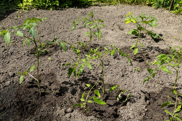 Freshly planted tomato seedlings in garden soil
