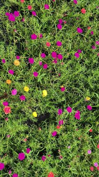 4k real time video footage. Common Purslane flower Multicolored in garden or park. Camera angle moving from left to right