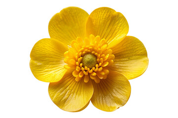 yellow flower isolated on white