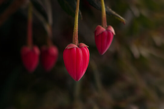 Chilean lantern tree