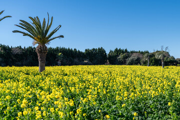 愛知県田原市の伊良湖菜の花ガーデン