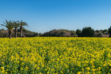 愛知県田原市の伊良湖菜の花ガーデン