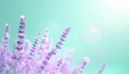 Naklejka premium Lavender field blooming in nature serene environment floral photography with soft light effect