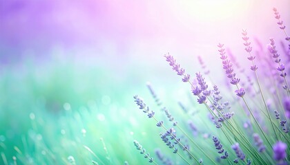 Obraz premium Lavender blooms in a serene nature landscape soft focus background gentle light tranquil environment