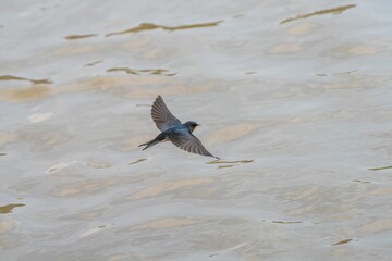 Barn swallow in mid-flight over water