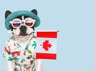 Cute puppy, sun hat, sunglasses and Canadian Flag. Closeup, indoors. Studio shot. Congratulations for family, loved ones, relatives, friends and colleagues. Pets care concept