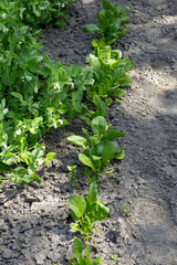 Young sorrel growing next to pea plants