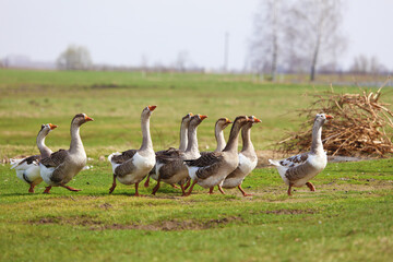 A flock of geese grazes on a green meadow in the countryside. The geese walk together one after another.