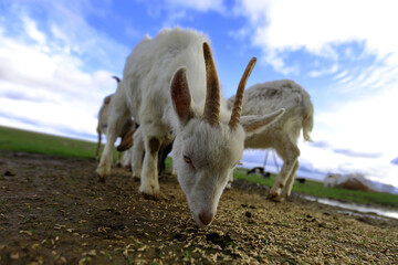 Obraz premium A herd of goats of different breeds eat grain scattered on the ground. Low angle. They have funny faces.