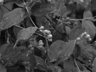 Delicate Flower Buds After Rain