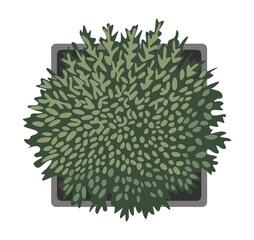 Top view of a lush green potted plant in a square pot. Vector illustration isolated on transparernt background. Perfect for landscape design, architecture plans, and interior decoration project