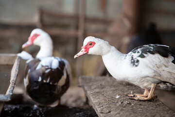 Two ducks are standing on a wooden bench. One duck is white and black, and the other is brown and white
