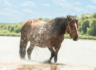 A horse refreshes itself in river water