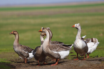 Geese graze on a green meadow. A flock of domestic geese walks one after another across the field.
