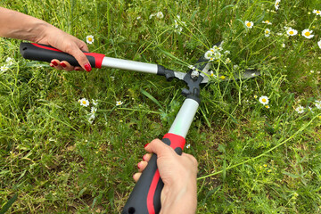 Woman pruning wild chamomile flowers with garden shears in spring meadow. gardening, herbal...