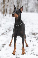 A Doberman dog walks in the snow in winter.