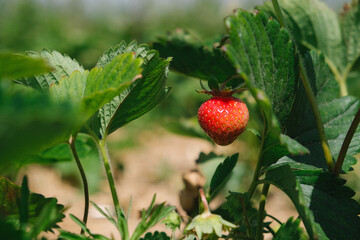 Strawberries growing on the bed