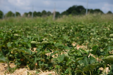 Strawberries growing on the bed