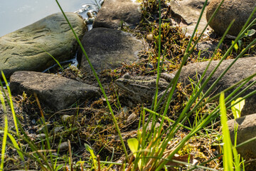 Amidst rocks and greenery by water's edge, frog sits camouflaged, blending seamlessly with its natural habitat.