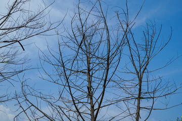 silhouette of a dry leafless tree branch in front of a clear sky background.