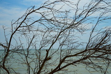 silhouette of a dry leafless tree branch in front of a sea background with a clear sky background.