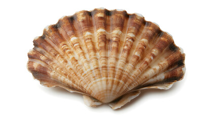 Fresh raw scallop in shell isolated on white, top view