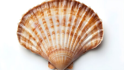 Obraz premium Fresh raw scallop in shell isolated on white, top view