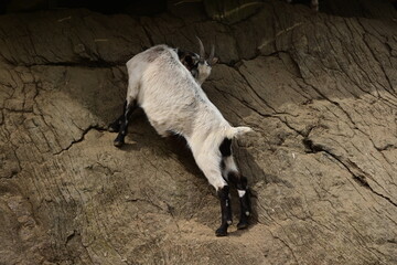 Ziegenparadies. Verschiedene Ziegen klettern fröhlich an einem Felsen
