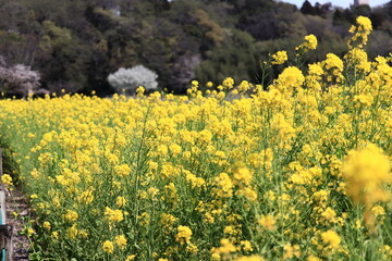 rape＆Cherry　blossom field

