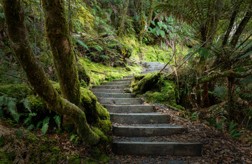 Wooden steps winding through lush native rainforest at Lake Matheson. West Coast. South Island.