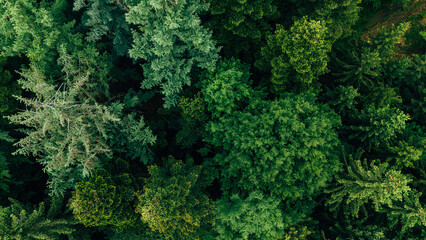 Drone view of dense fir and spruce trees