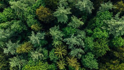 Spruce and fir trees form textured woodland canopy
