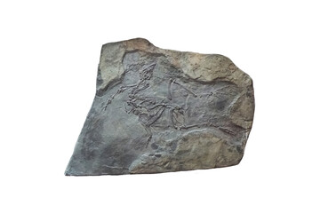 Yixianornis bird fossil on a stone slab isolated on white background.