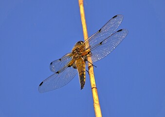 Dragonfly basking in morning sunshine
