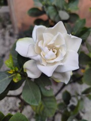 Beautiful white rose and rose buds under midday sun in rose garden, close-up, selective focus. Floral natural background with rose flower closeup.
