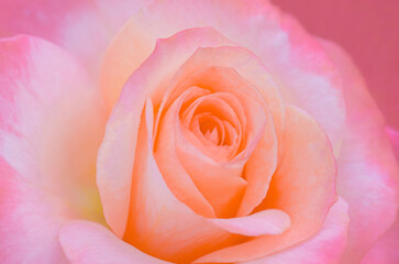Blurred for background.A close-up of a blooming pastel pink rose, its delicate petals softly blurred around the edges, perfect for a dreamy background.
