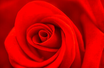 Blurred for background.The flower’s rich red tones and delicate form make a stunning close-up softened by gentle blur.