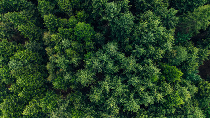 Circular forest texture from above in Germany