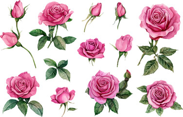 Hand-Painted Watercolor Pink Rose