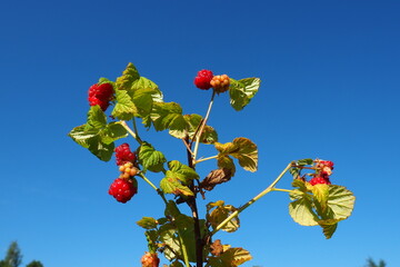 Bright red raspberries cling to lush green bush, contrasting beautifully with the clear blue sky...